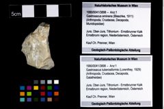 Foto (Objekt + Etikett) von Gastrosacus tuberosiformis (Lorenthey, 1929)  (NHMW-GEO-1990-0041-3898)